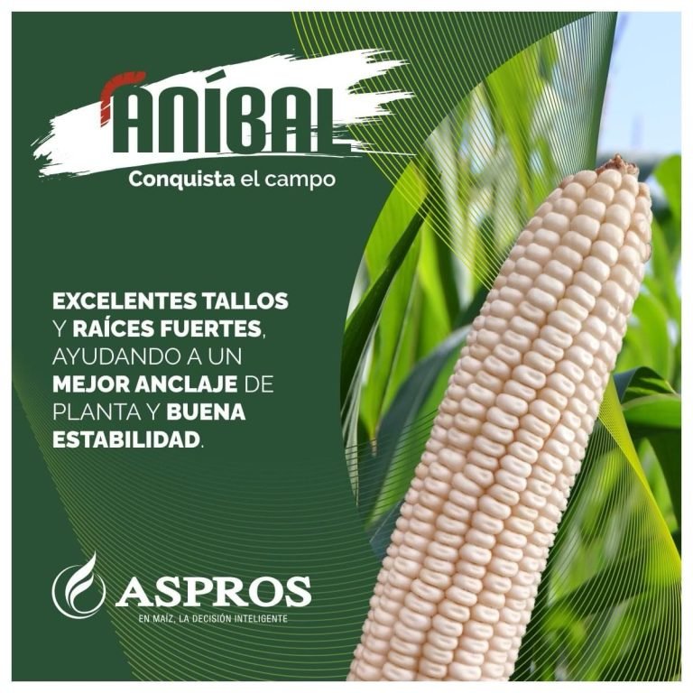 ANIBAL