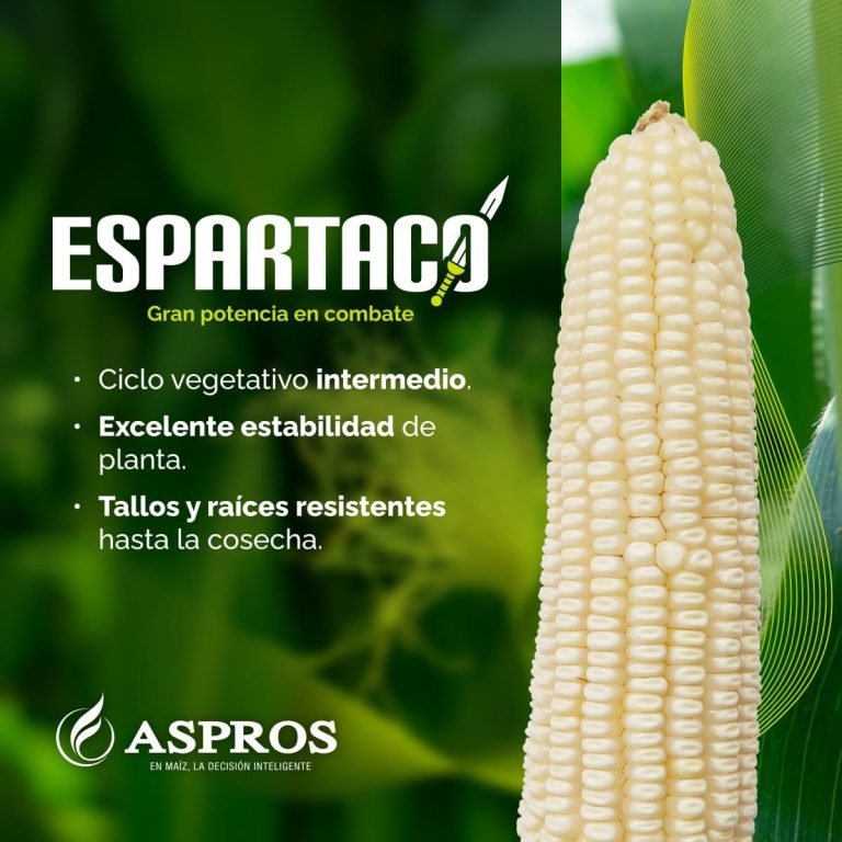 ESPARTACO