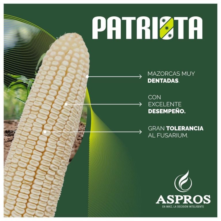 PATRIOTA