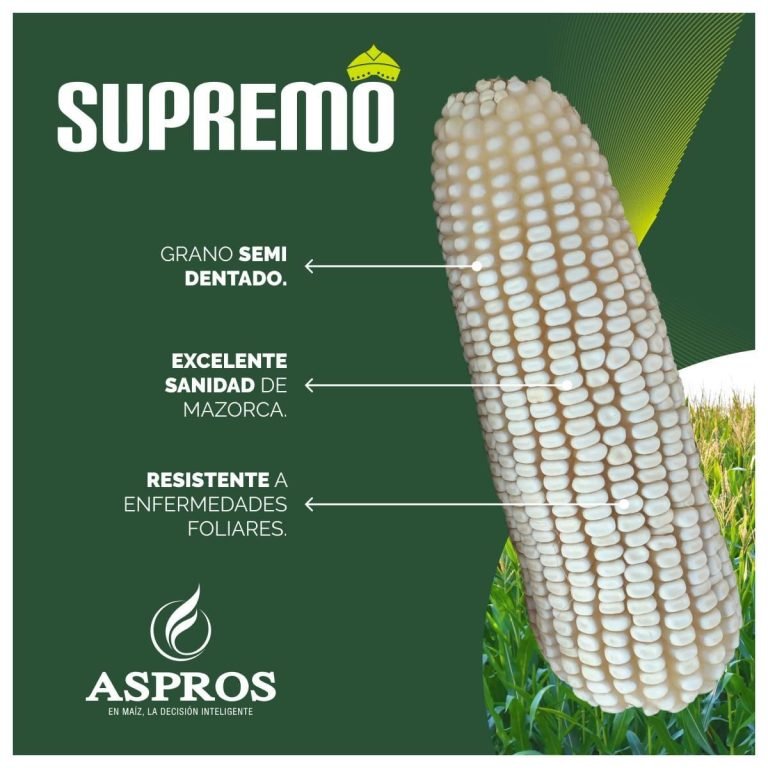 SUPREMO